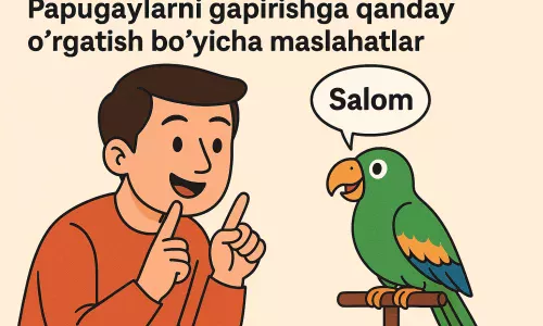 Papugaylarni gapirishga qanday o‘rgatish bo‘yicha maslahatlar