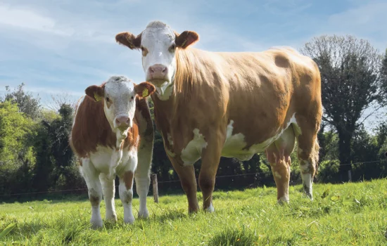 Tushda mol ko‘rish nimani bildiradi?