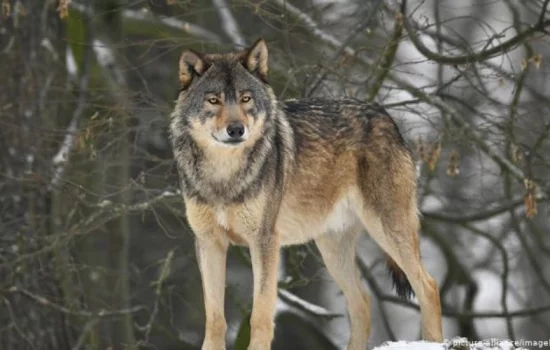 Tushda bo‘ri ko‘rish nimani bildiradi?