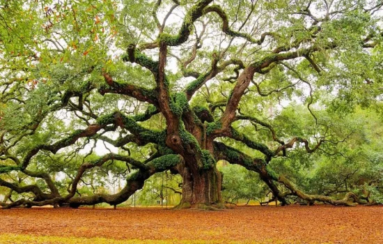 Tushda daraxt ko‘rish nimani bildiradi?