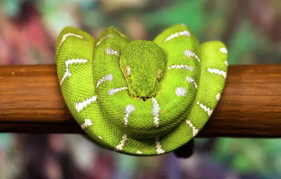 Tushda ilon ko‘rish nimani bildiradi?