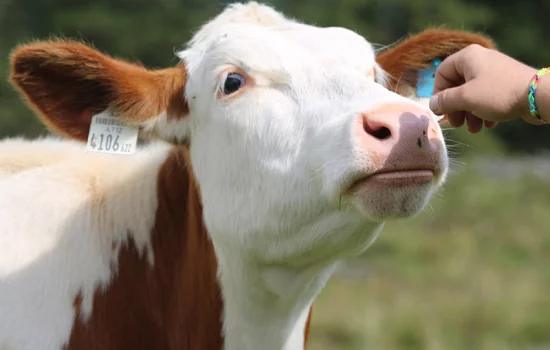 Tushda sigir ko‘rish nimani bildiradi?