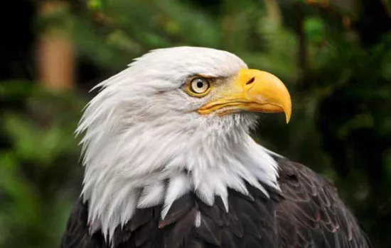 Tushda burgut ko‘rish nimani bildiradi?