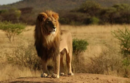 Tushda arslon ko‘rish nimani bildiradi?