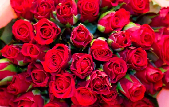 Tushda atirgul ko‘rish nimani bildiradi?