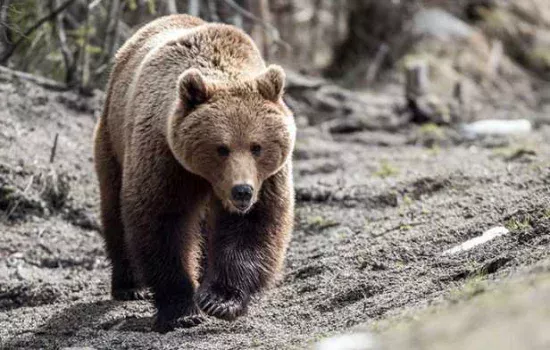 Tushda ayiq ko‘rish nimani bildiradi?