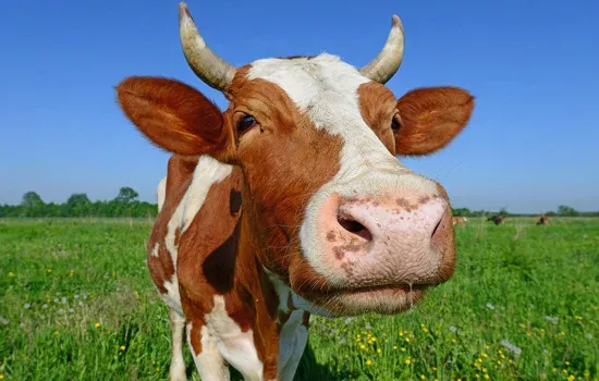 Tushda mol sog‘ish nimani bildiradi?