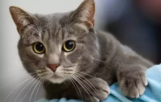 Keksa ayollar porno video