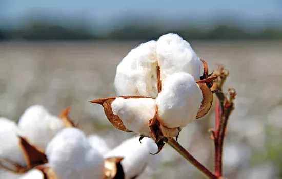 Tushda paxta ko‘rish nimani bildiradi?