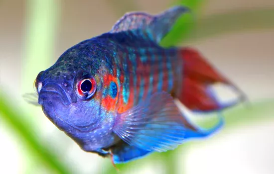 Tushda baliq ko‘rish nimani anglatadi?