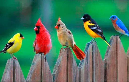 Tushda qush ko‘rish nimani bildiradi?