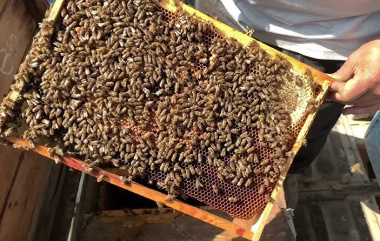 Tushda asalari qutisi (uyasi) ko‘rish nimani bildiradi?