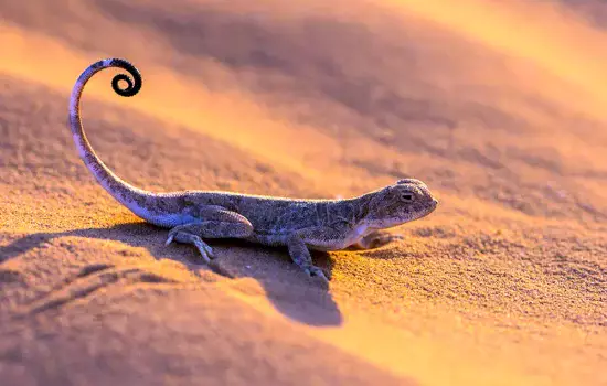 Yalangoch ayollar xochga mixlangan