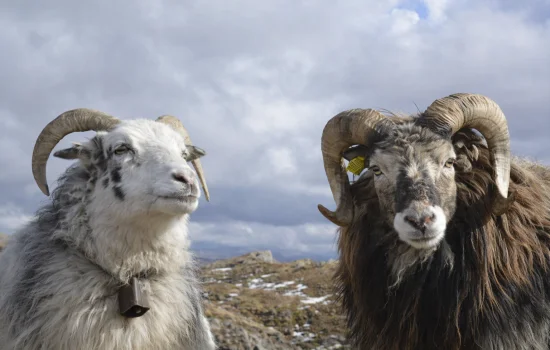 Tushda qo‘y ko‘rish